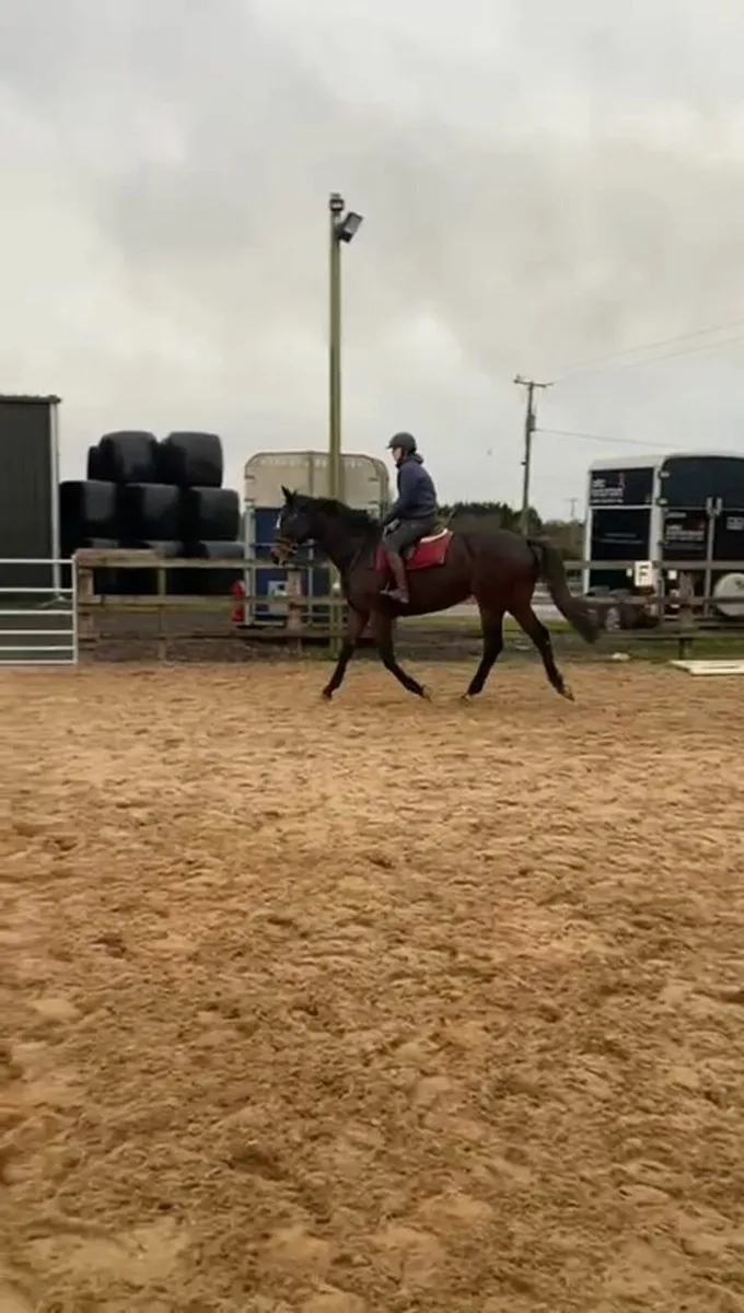 16,2 TB gelding very promising prospect! - Image 2