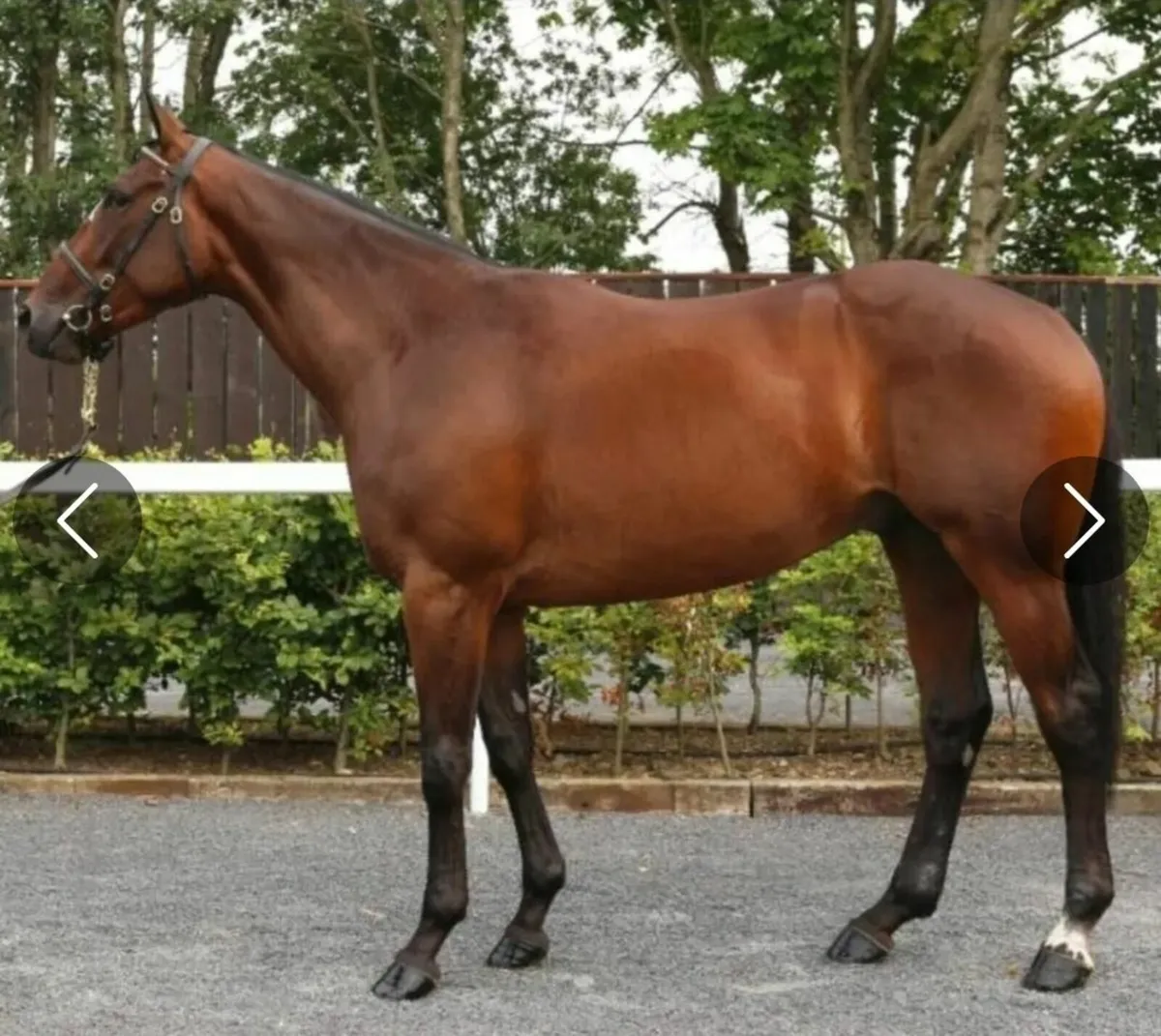16,2 TB gelding very promising prospect! - Image 1