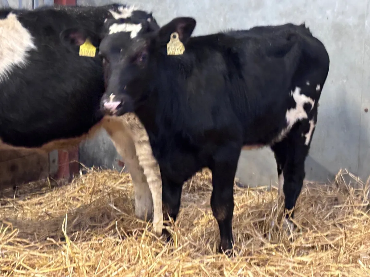 5 Freisan heifers weanlings for sale - Image 2