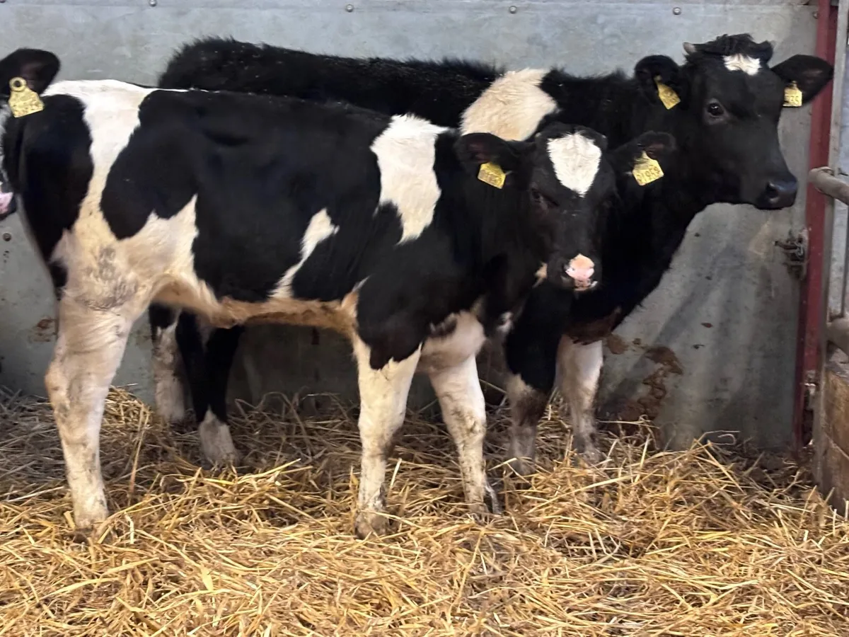 5 Freisan heifers weanlings for sale - Image 4