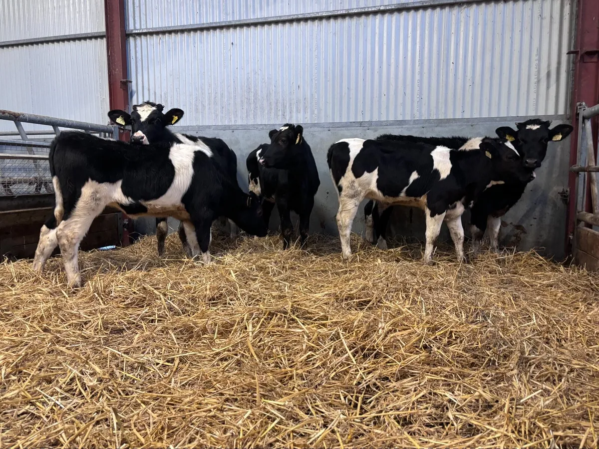 5 Freisan heifers weanlings for sale - Image 1