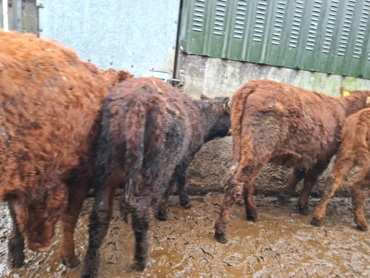 Saler Heifers - Image 2