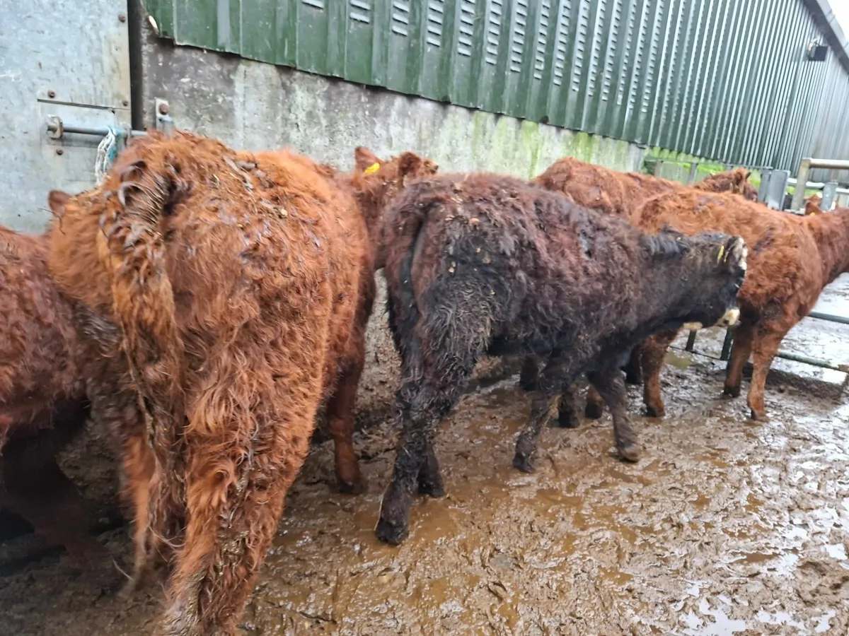 Saler Heifers - Image 1