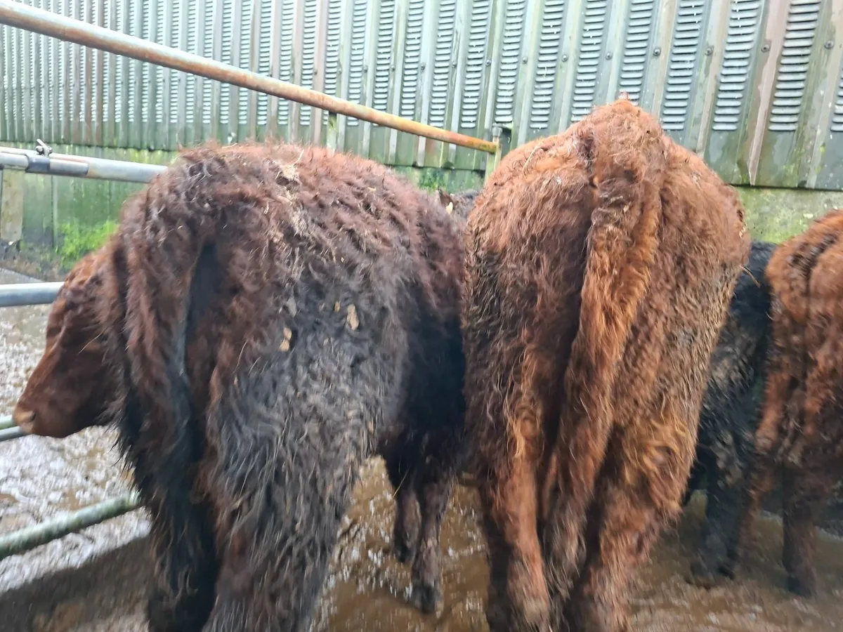 Saler Heifers - Image 3