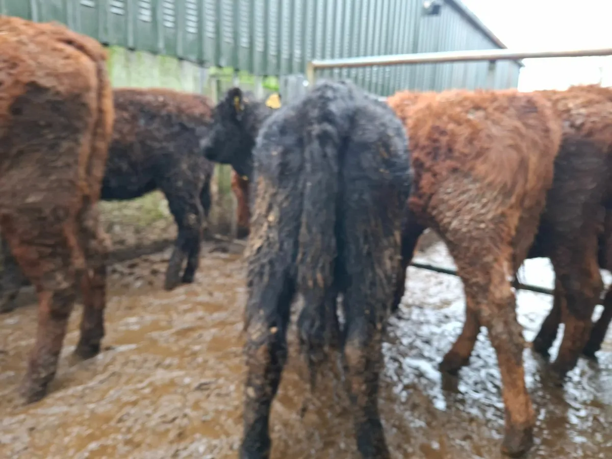 Saler Heifers - Image 4