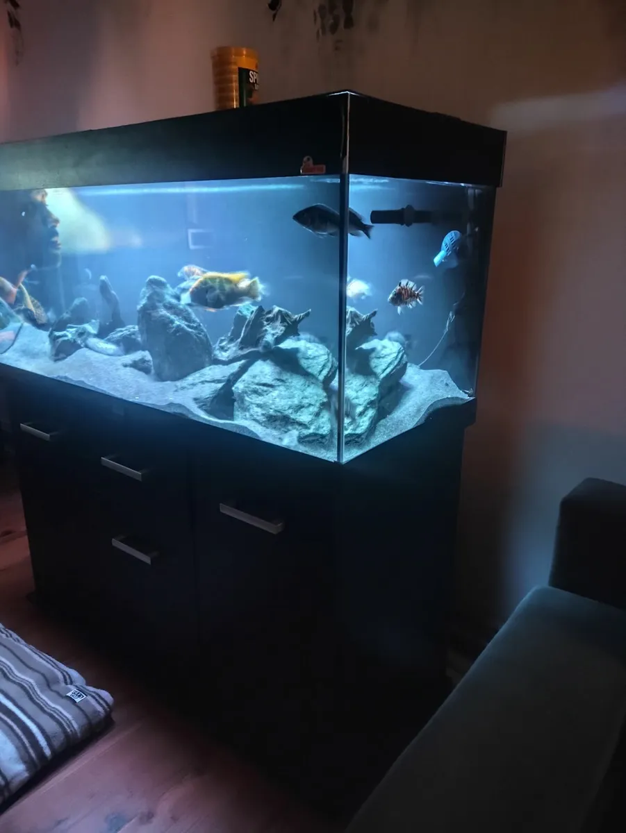 Aquarium  fish tank - Image 3