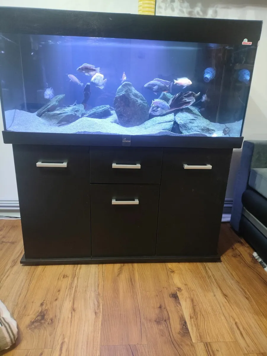 Aquarium  fish tank - Image 4