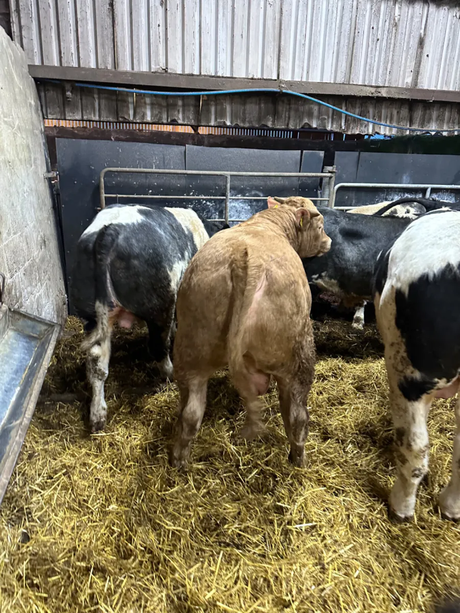 Forward bulls - Image 2