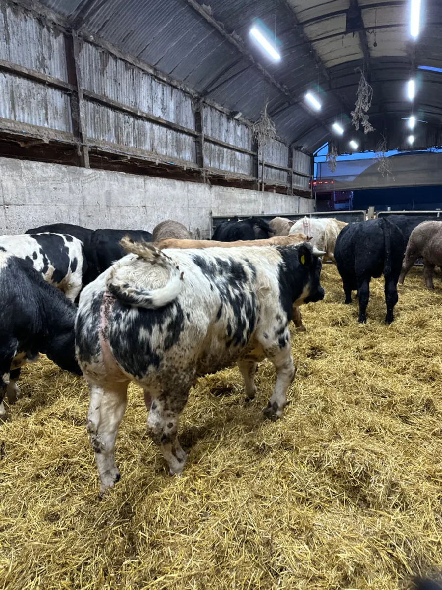 Forward bulls - Image 3