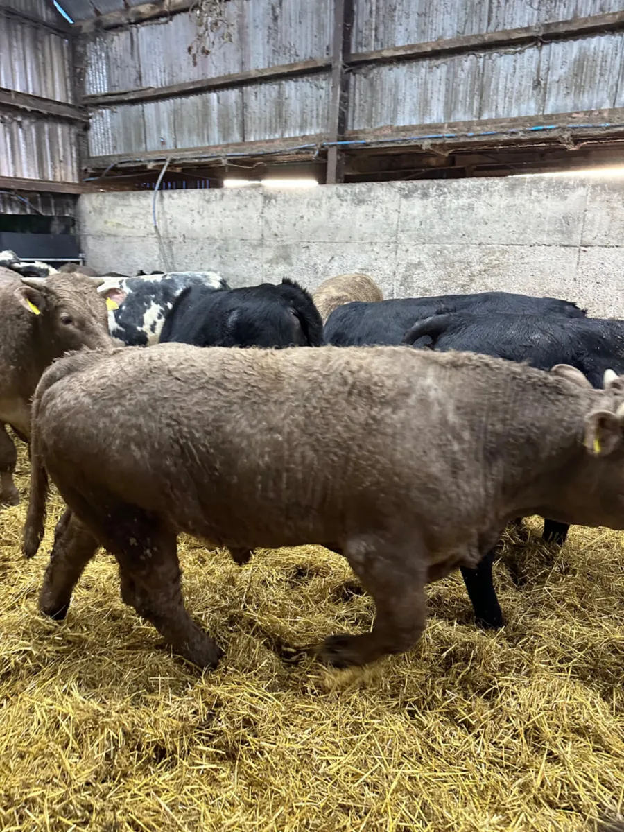 Forward bulls - Image 1