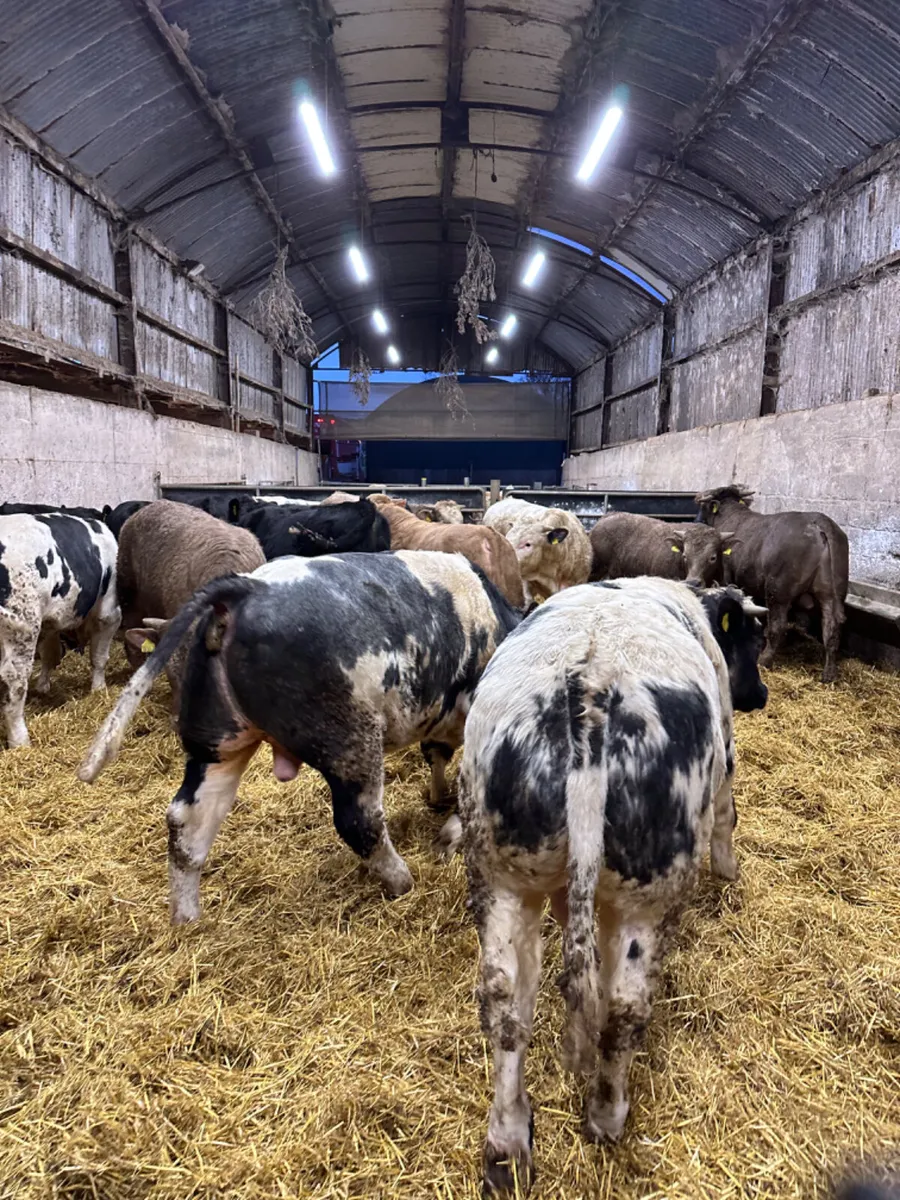 Forward bulls - Image 4