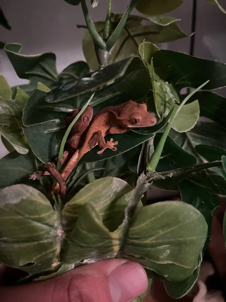 Crested gecko - Image 1