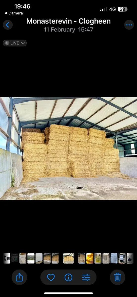 Barley Straw