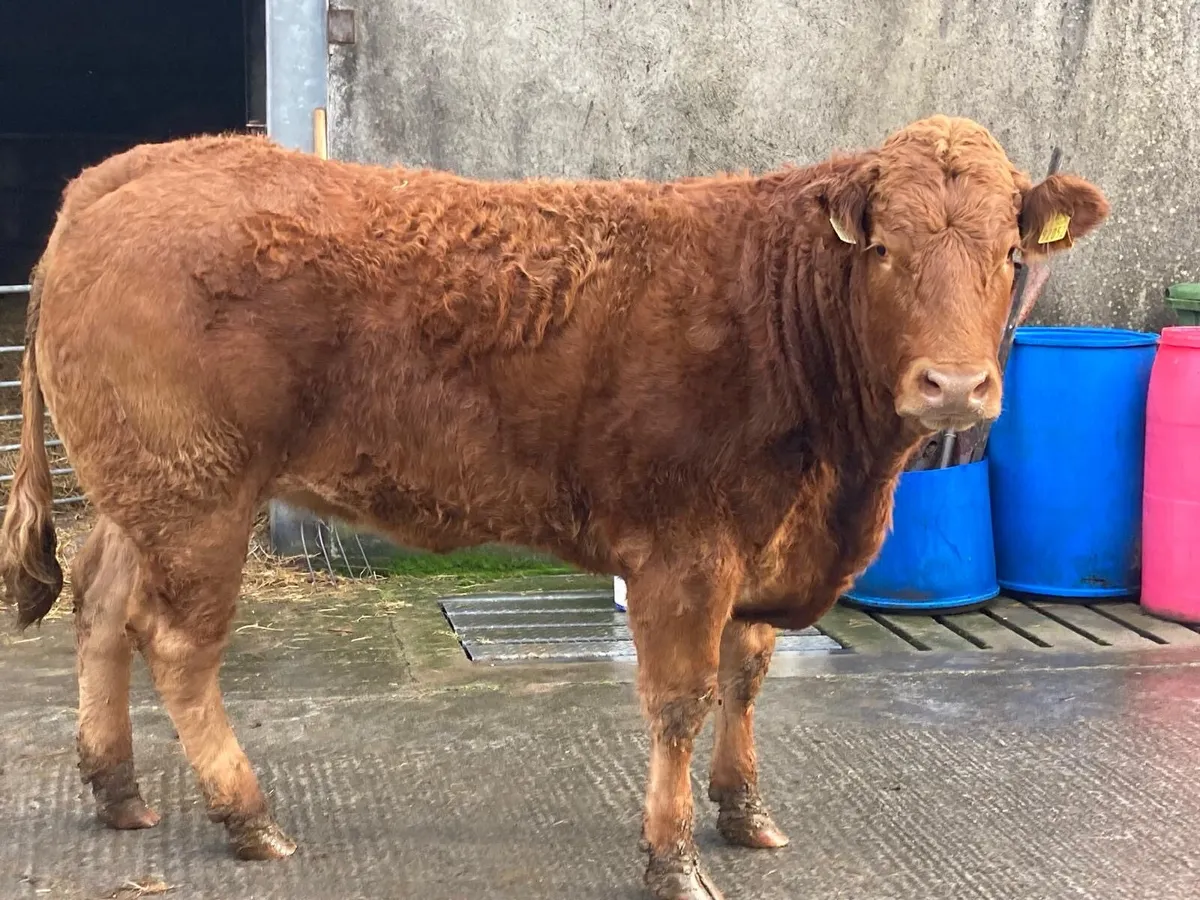 Breeding Heifers - Image 1