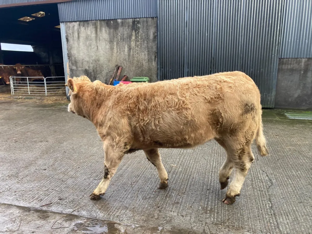 Breeding Heifers - Image 2