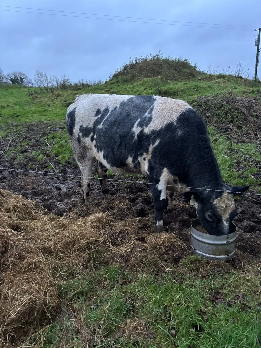 Belgian Blue Heifer - Image 1