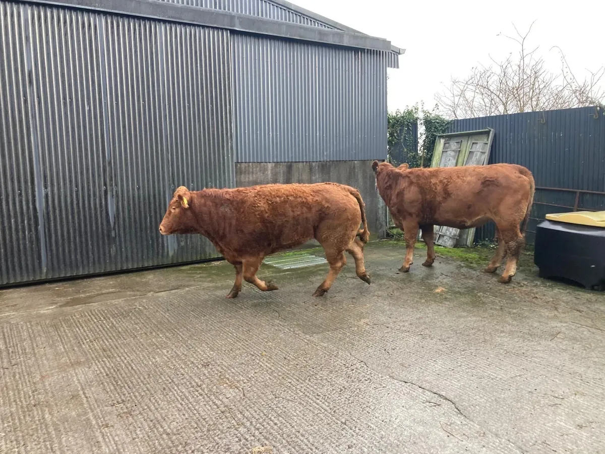 Breeding Heifers - Image 3