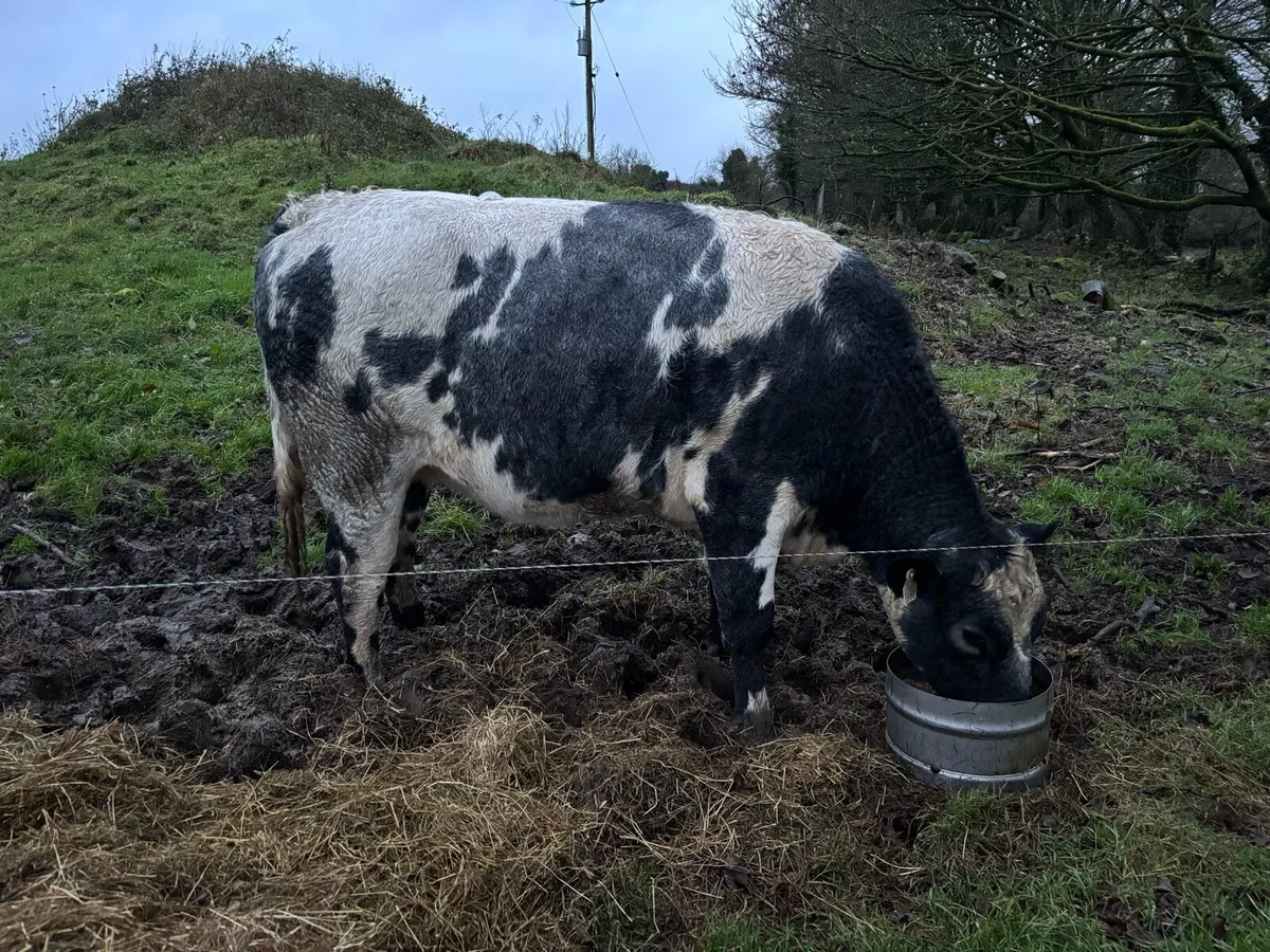 Belgian Blue Heifer - Image 2