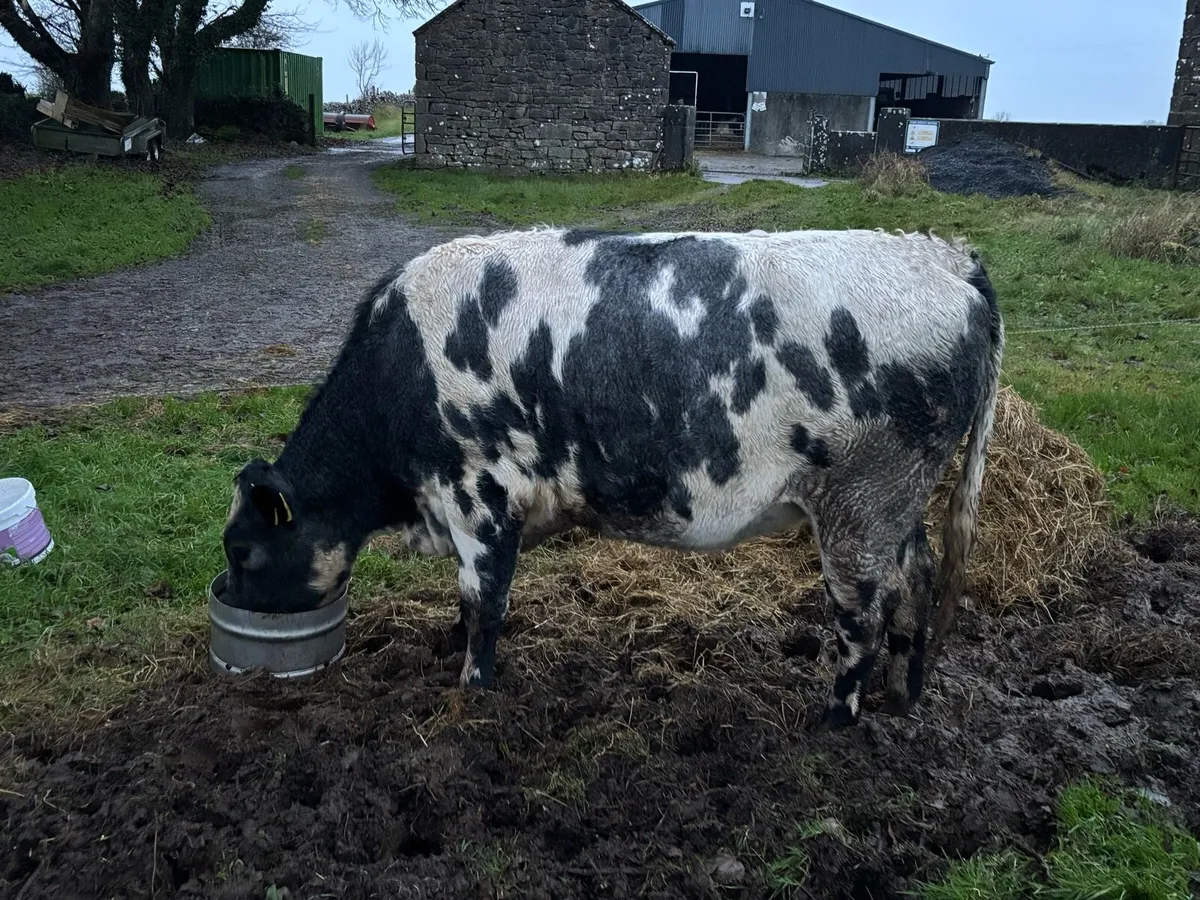 Belgian Blue Heifer - Image 3