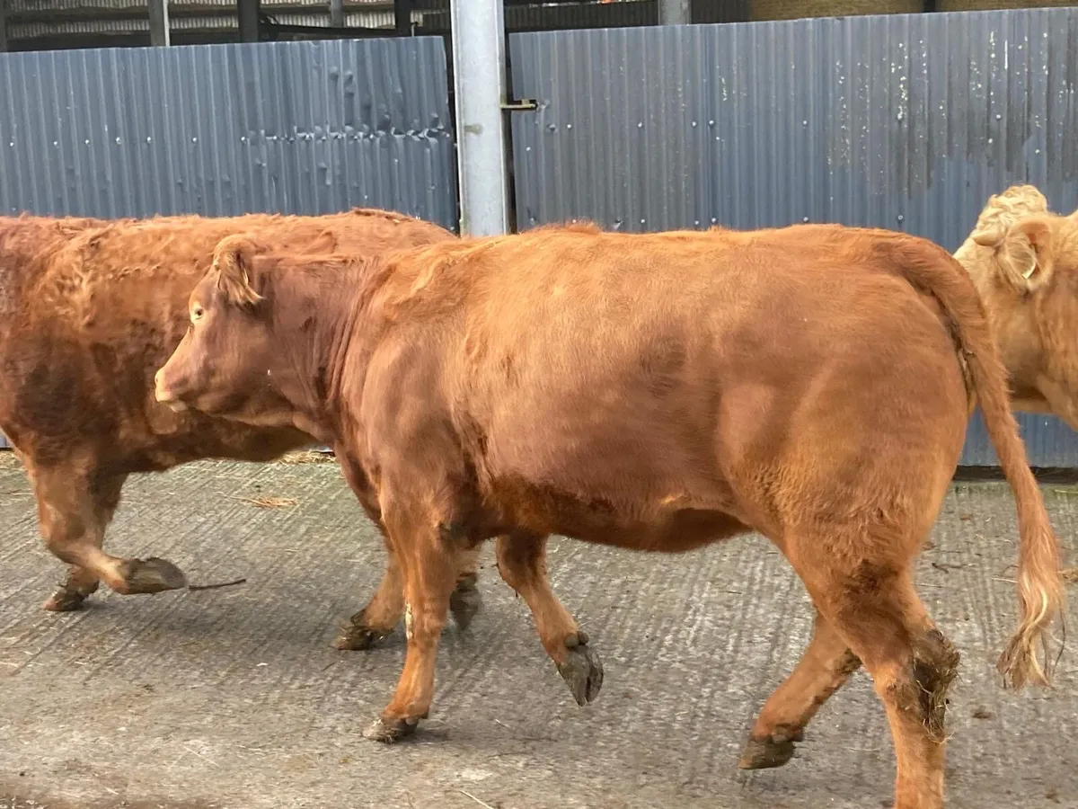 Breeding Heifers - Image 4