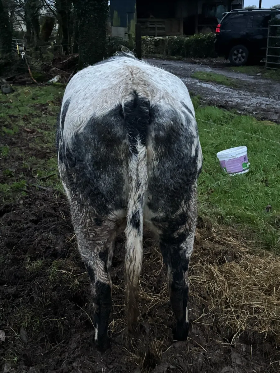 Belgian Blue Heifer - Image 4
