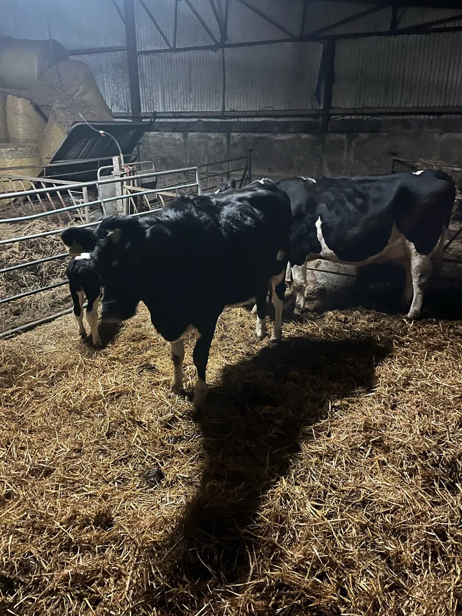 Dairy cows - Image 1