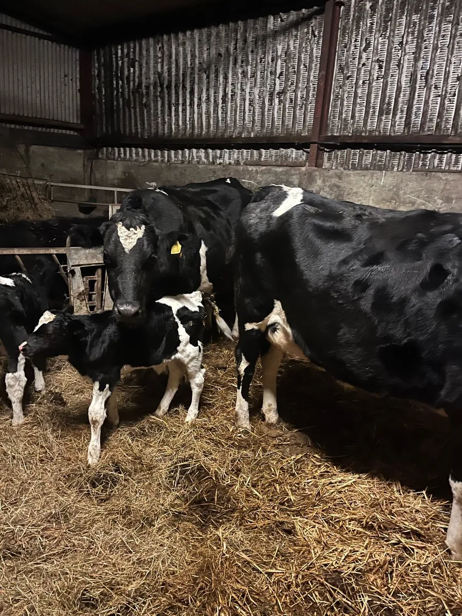 Dairy cows - Image 2