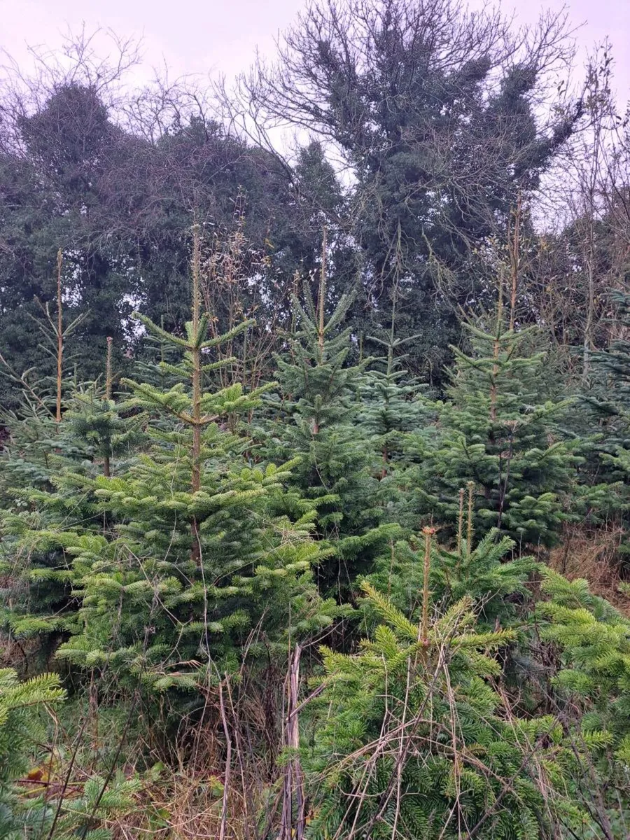 Real Christmas trees - Image 1
