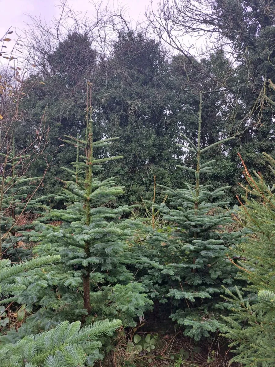Real Christmas trees - Image 2