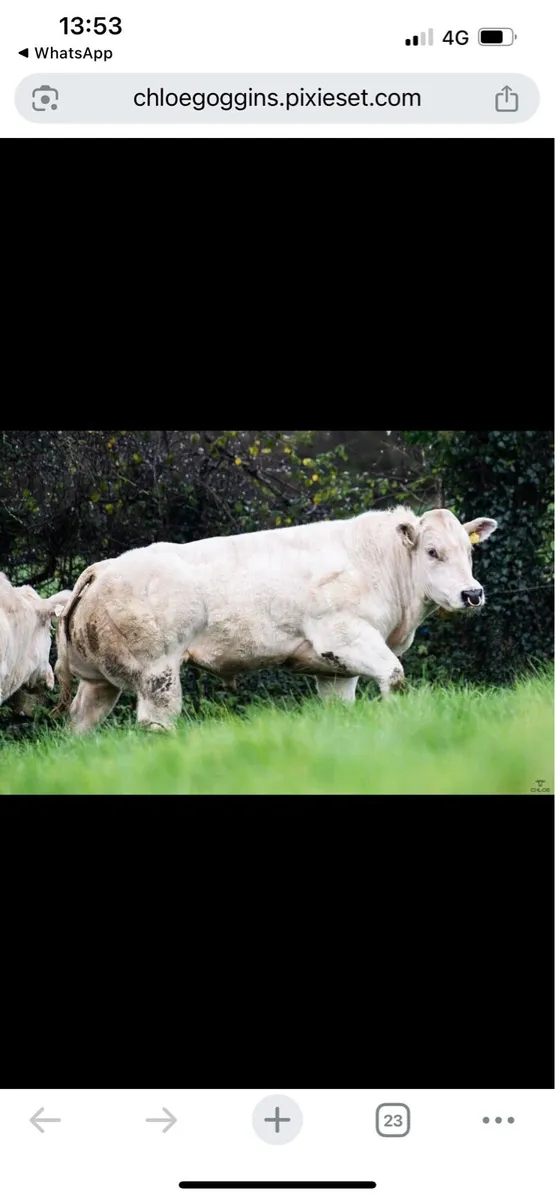 Red lions Belgian Blue Bull - Image 2