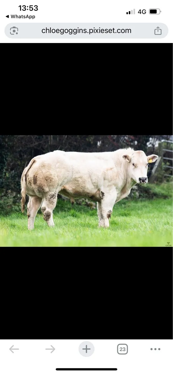 Red lions Belgian Blue Bull - Image 1