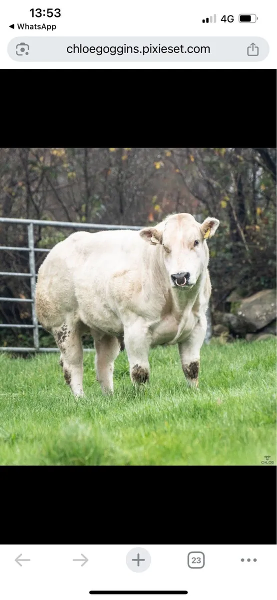 Red lions Belgian Blue Bull - Image 3