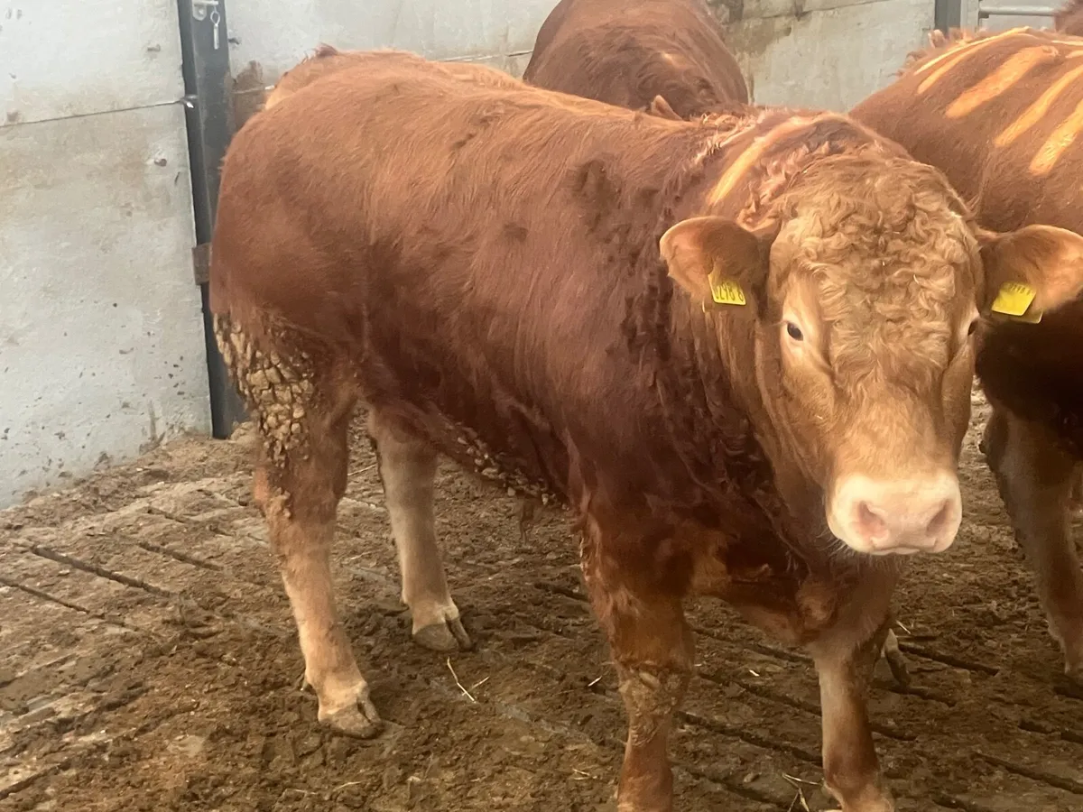 Pedigree limousin bulls - Image 1