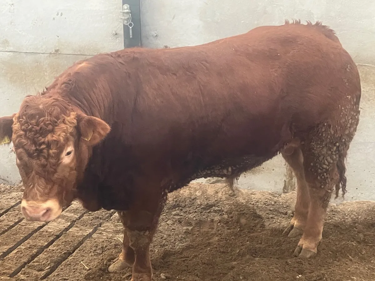 Pedigree limousin bulls - Image 2