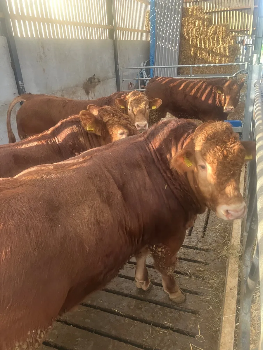 Pedigree limousin bulls - Image 3