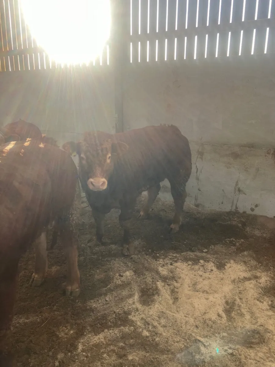 Pedigree limousin bulls - Image 4