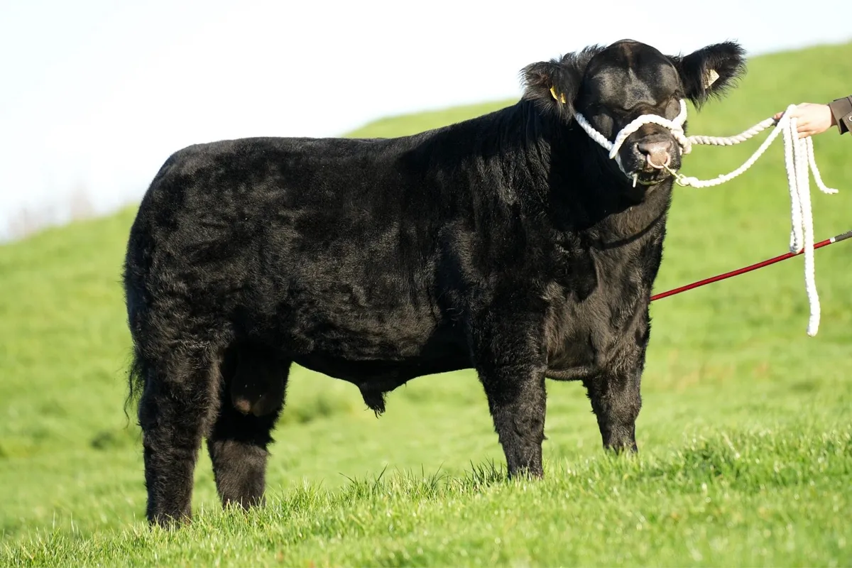 ✨Lot23 & 37 ANGUS ELITE SALE✨ - Image 1