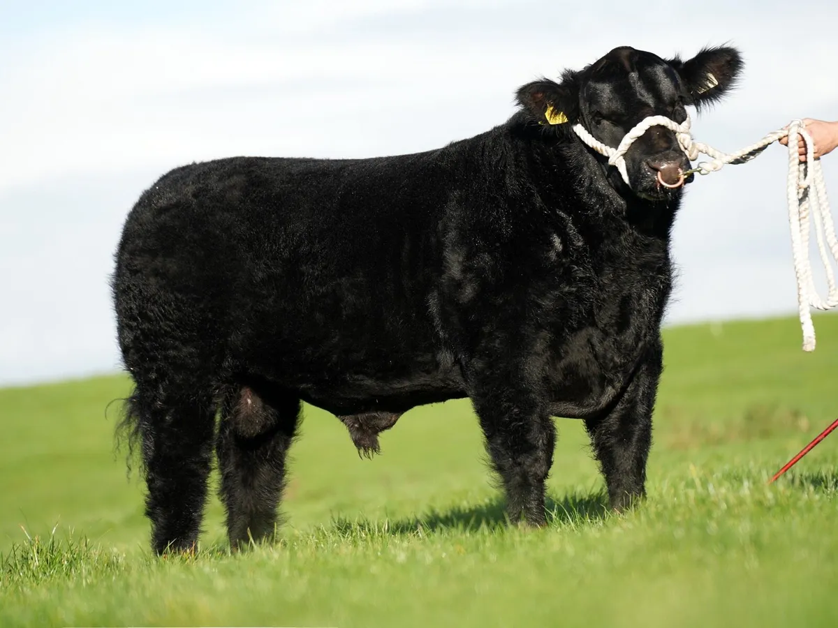 ✨Lot23 & 37 ANGUS ELITE SALE✨ - Image 2