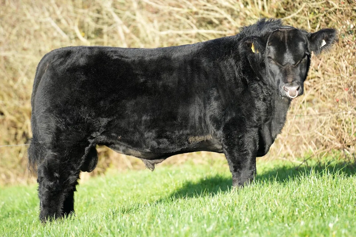 ✨Lot23 & 37 ANGUS ELITE SALE✨ - Image 3