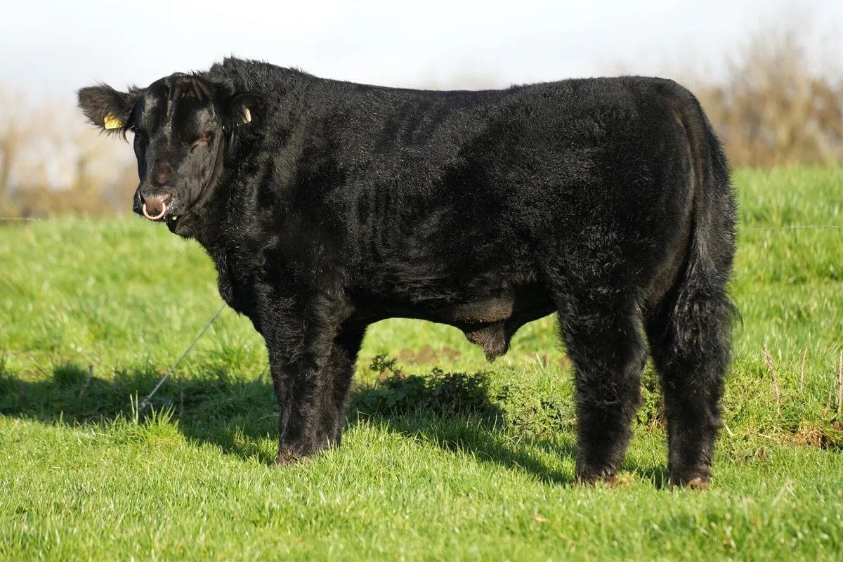 ✨Lot23 & 37 ANGUS ELITE SALE✨ - Image 4
