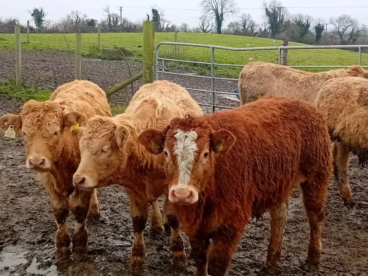 5 Smashing Charlaois bull Weanlings - Image 1