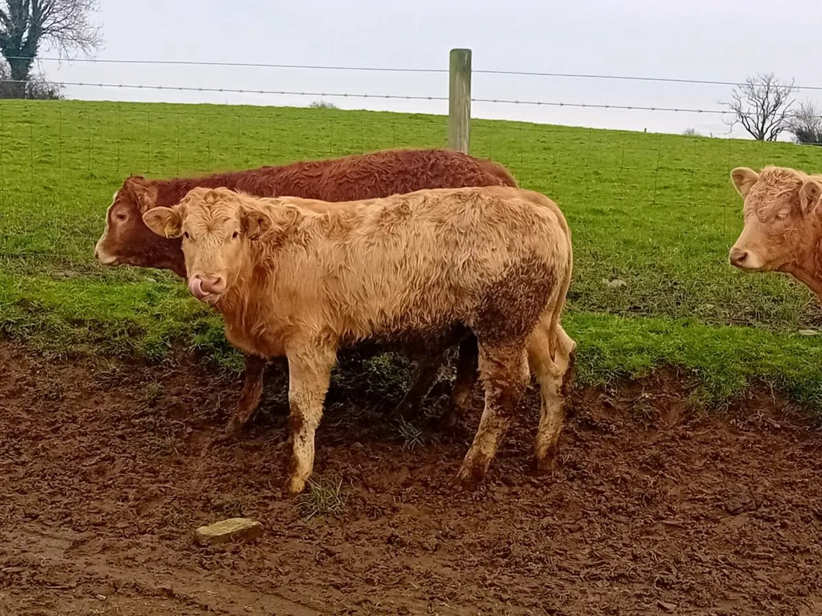 5 Smashing Charlaois bull Weanlings - Image 2