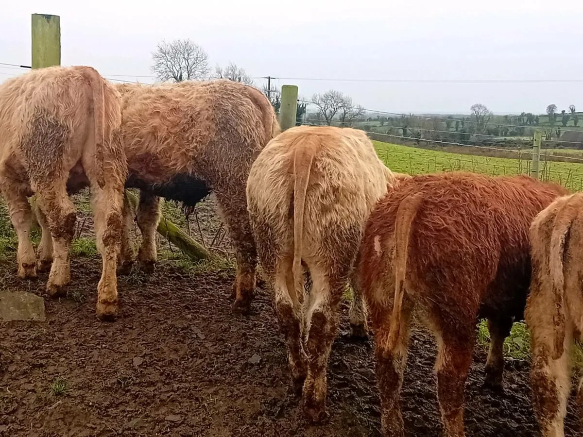 5 Smashing Charlaois bull Weanlings - Image 3