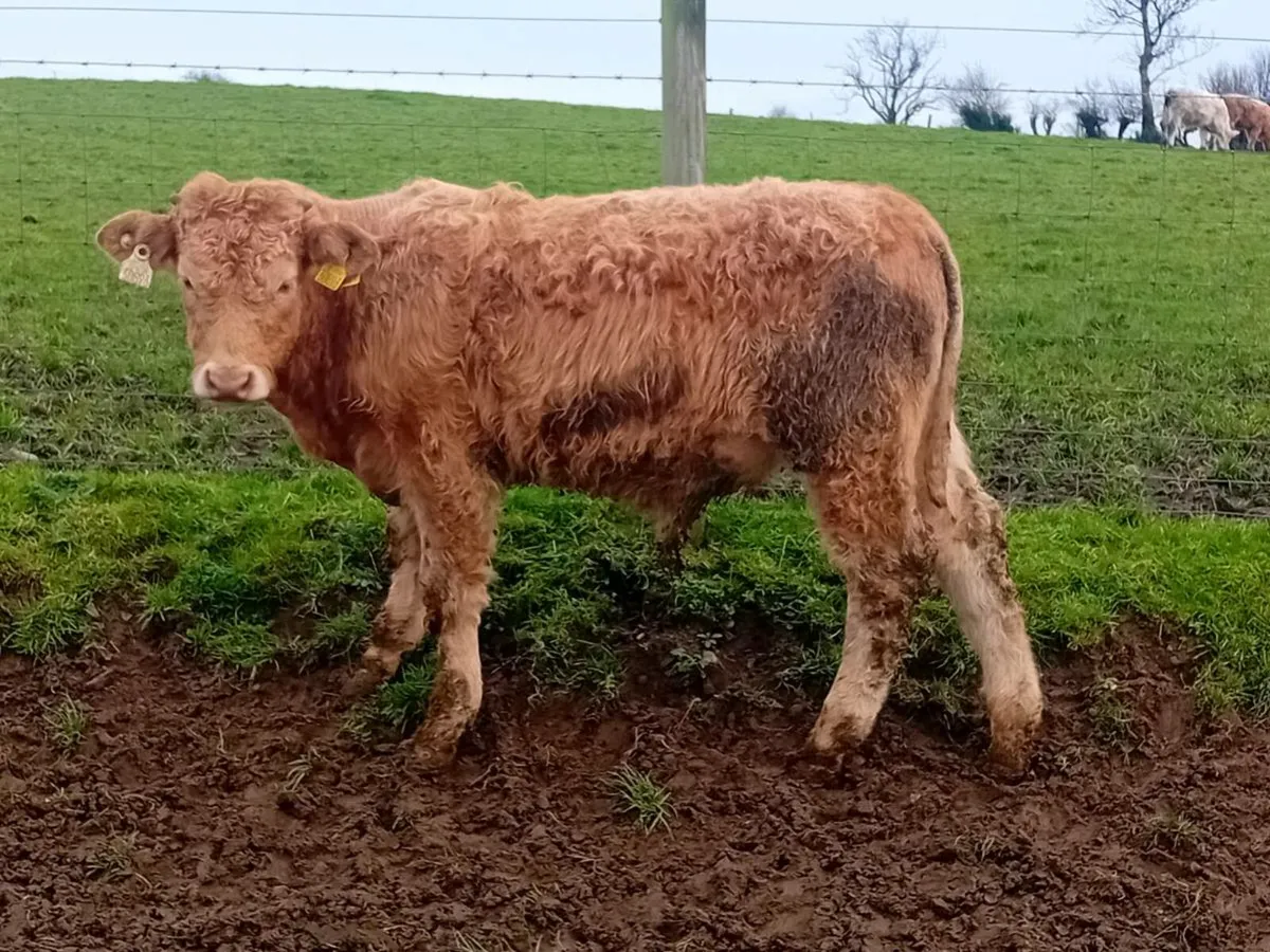 5 Smashing Charlaois bull Weanlings - Image 4