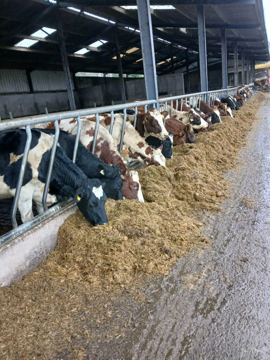 Incalf heifers - Image 2