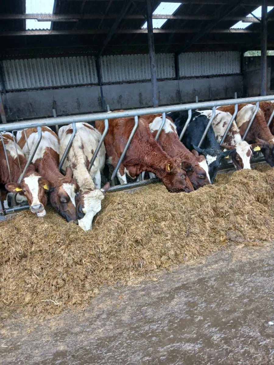 Incalf heifers - Image 3