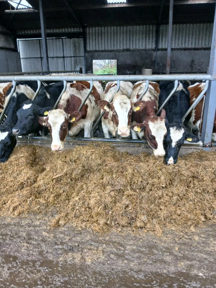 Incalf heifers - Image 4