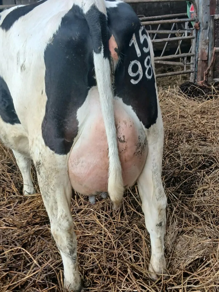Incalf heifers - Image 1