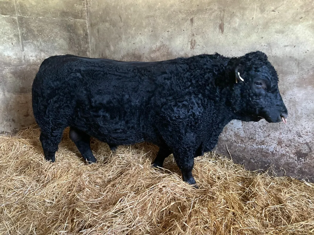 Pedigree Angus Bull - Image 1