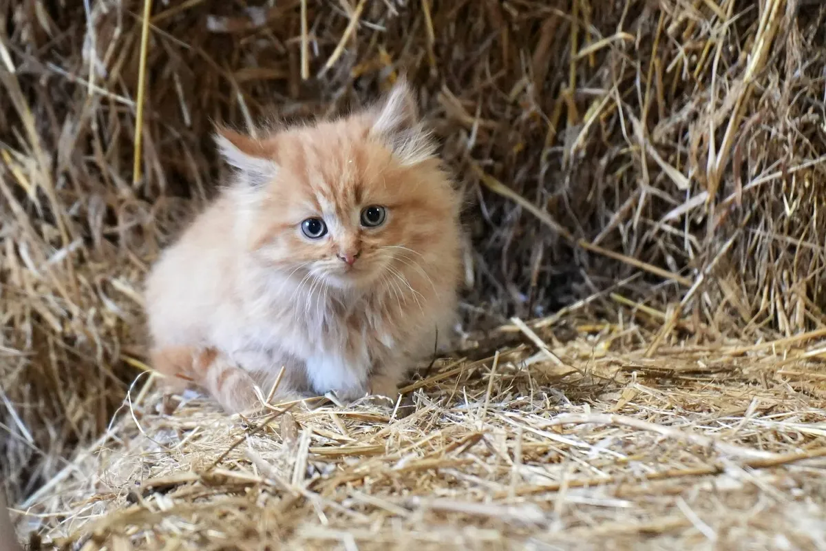 3 Beautiful Kittens - Free to Good Home - Image 1